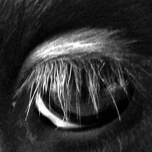 Fotoğraf Pierre Creton