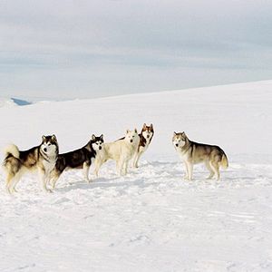 Fotoğraf Frank Marshall
