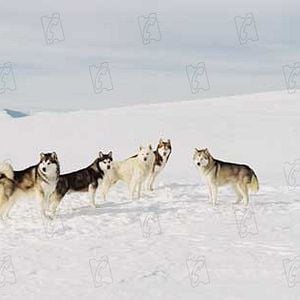 Fotoğraf Frank Marshall