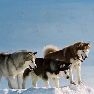 Fotoğraf Frank Marshall