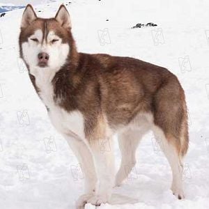 Fotoğraf Frank Marshall