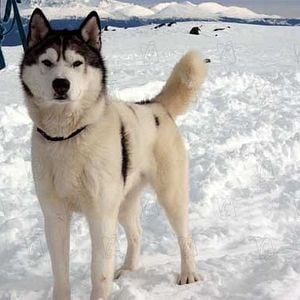 Fotoğraf Frank Marshall