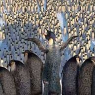 Fotoğraf George Miller