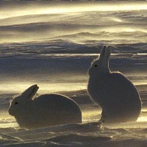 Fotoğraf Beyaz Gezegen