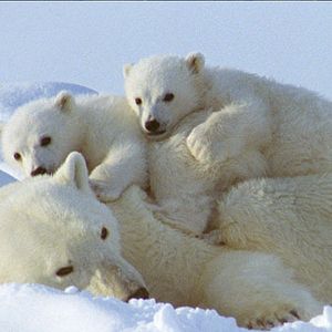 Fotoğraf Beyaz Gezegen