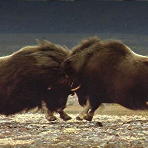 Fotoğraf Beyaz Gezegen