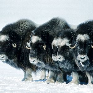 Fotoğraf Beyaz Gezegen