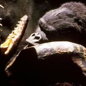 Fotoğraf John Guillermin