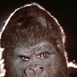 Fotoğraf John Guillermin