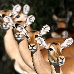 Fotoğraf Laurent Charbonnier