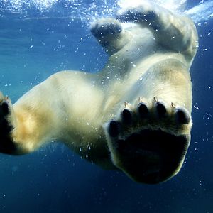 Fotoğraf Alastair Fothergill