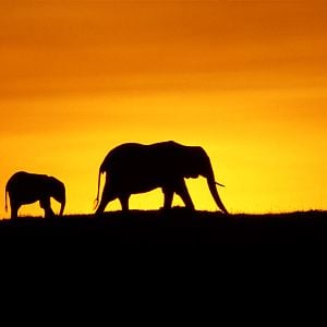 Fotoğraf Alastair Fothergill