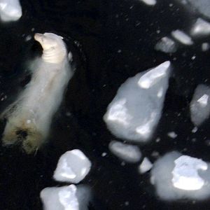 Fotoğraf Alastair Fothergill