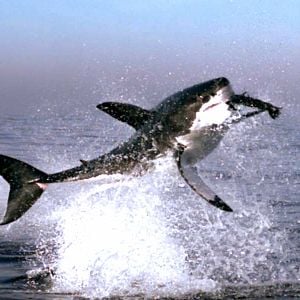 Fotoğraf Alastair Fothergill