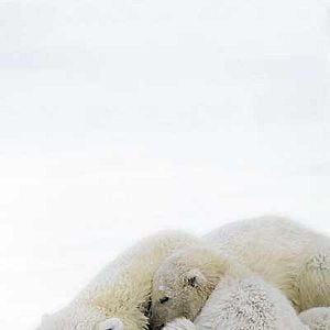 Fotoğraf Alastair Fothergill