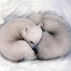 Fotoğraf Alastair Fothergill