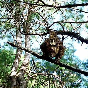Fotoğraf Gábor Csupó