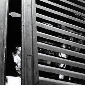 Fotoğraf Monica Vitti