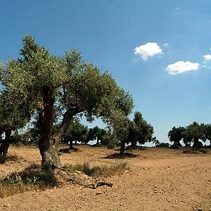 Fotoğraf Marc Recha