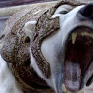 Fotoğraf Altın Pusula