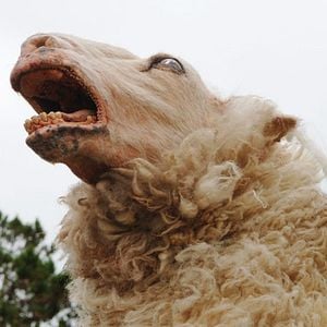 Fotoğraf Kara Koyun