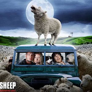 Fotoğraf Kara Koyun