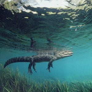 Fotoğraf Greg MacGillivray