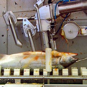 Fotoğraf Nikolaus Geyrhalter