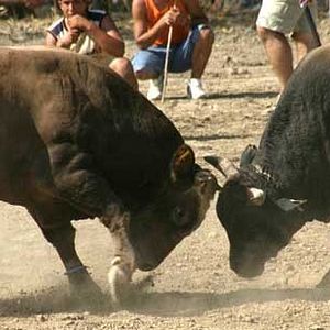 Fotoğraf Yüksel Aksu