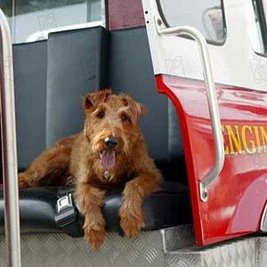 Fotoğraf Firehouse Dog