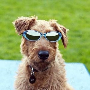 Fotoğraf Firehouse Dog