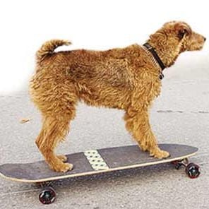 Fotoğraf Firehouse Dog