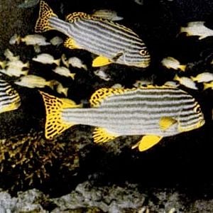 Fotoğraf Jacques-Yves Cousteau