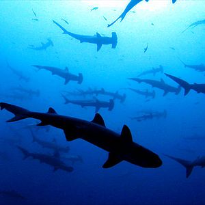 Fotoğraf Rob Stewart