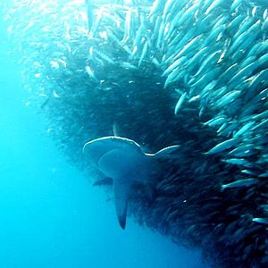 Fotoğraf Rob Stewart