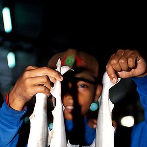 Fotoğraf Rob Stewart