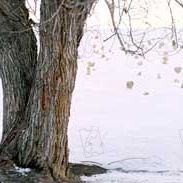 Fotoğraf Bahman Ghobadi