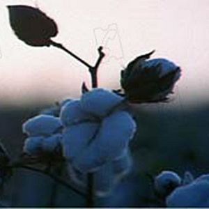 Fotoğraf Shotgun Stories