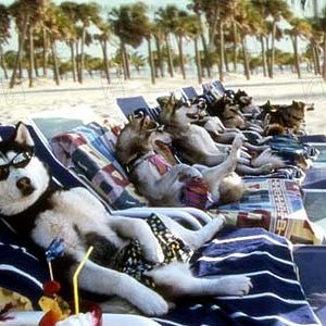 Fotoğraf Kar Köpekleri