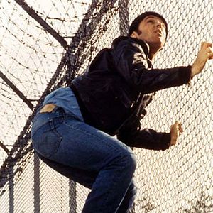 Fotoğraf Guguk Kuşu