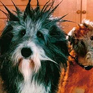 Fotoğraf Hercule ve Sherlock