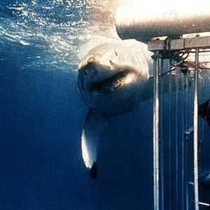 Fotoğraf Steven Spielberg