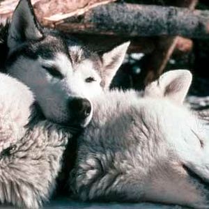 Fotoğraf Nicolas Vanier