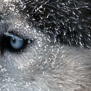 Fotoğraf Nicolas Vanier