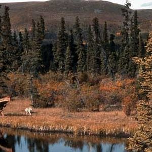 Fotoğraf Nicolas Vanier