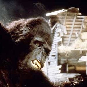 Fotoğraf King Kong 2