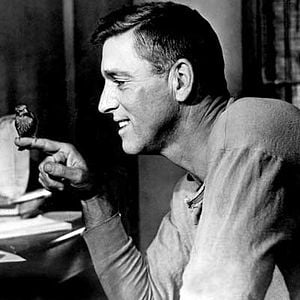 Fotoğraf Alkatraz Kuşçusu