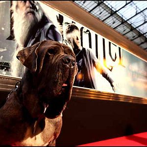 Fotoğraf Harry Potter ve Melez Prens