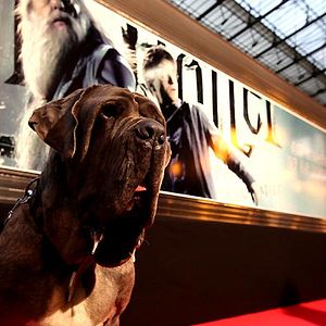 Fotoğraf Harry Potter ve Melez Prens