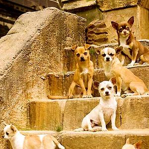 Fotoğraf Beverly Hills Çuvava